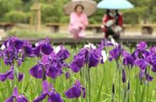 近畿圏・・梅雨入り・・