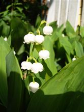 スズランの「花言葉」は？