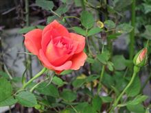 薔薇が咲いた♪