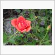 薔薇が咲いた♪