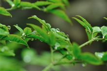 雨降りですね☆