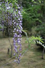 藤の花が咲いていた