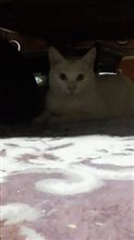 癒しも必要だよね。