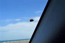 ビルベリーは視力回復に効果あるのか？