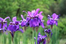 梅雨の花