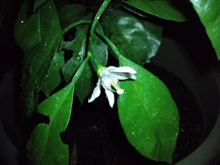 みかんの花