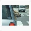 犬乗せ運転はデンジャー