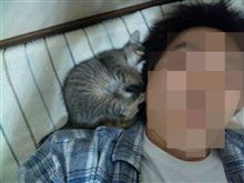 夜のとらねこ