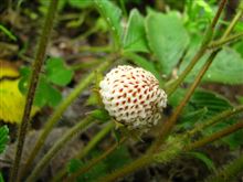 ECOインサイトファーム2011～白い野苺～