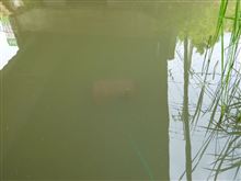 お魚採取リベンジ(^o^)