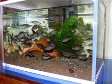 鰤太郎水族館
