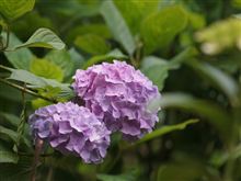 花を撮りに長居植物園に。