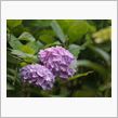 花を撮りに長居植物園に。
