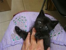 仔猫