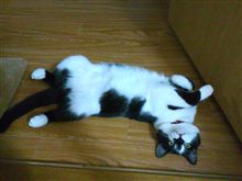 サービスショット(はぁと)