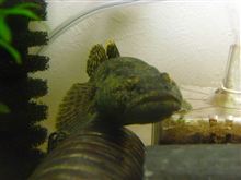 最近魚が減っている...