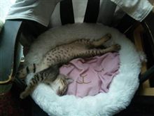 今日のとらねこ