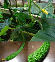 ECOインサイトファーム2011～鈴なりのシャキット～