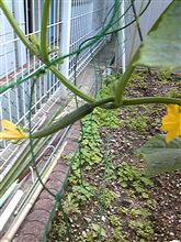 我が家のダッシュ村では。。。