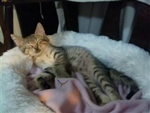 今日のとらねこ