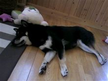 夢の中で・・・ 夢の中で・・・