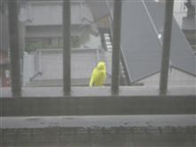 雨宿鳥