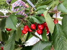 さくらんぼ食い倒れツーリング　～Cherry to go！の巻～