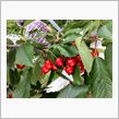 さくらんぼ食い倒れツーリング　～Cherry to go！の巻～