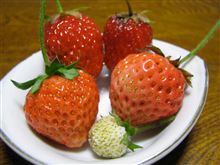 ECOインサイトファーム2011～赤とピンクと白のイチゴ勢揃い～