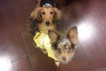チャリティーTシャツ♪