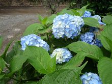 露に紫陽花は似合いますね。