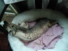 今日のとらねこ