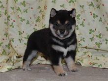 黒柴がやってくるまでの道のり⑤