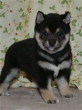 黒柴がやってくるまでの道のり⑥
