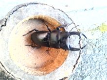 クワガタ クワガタ