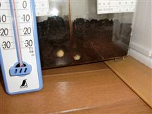 すごいわー、生命の神秘やでー!!