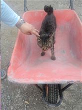 「猫がネコにのると」