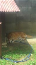 インプ入院(&#180;Д｀)ﾊｧﾊｧ