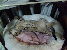今日のとらねこ