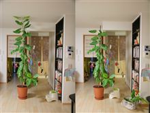 ゴムの木カット