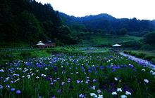 花しょうぶとホタルまつり