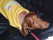 犬も夏仕様