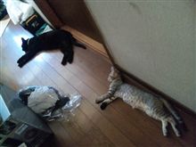 今日のくろとら