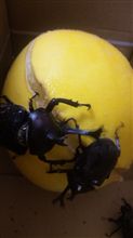 カブトムシ捕獲成功