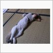 まぁ相変わらず暑い訳で