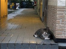 帰ってきたのかニャ？