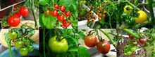 ECOインサイトファーム2011～トマトの近況～