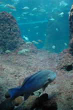 新江ノ島水族館