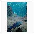 新江ノ島水族館