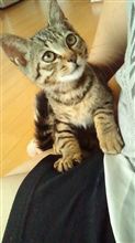 猫の里親探しています！